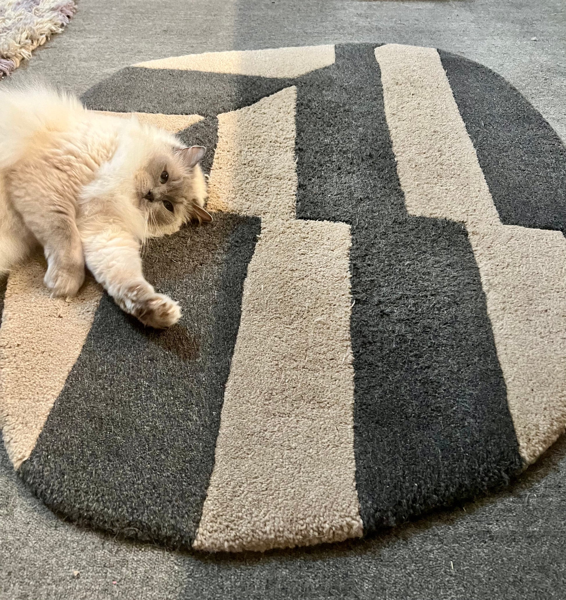 Karva-apuri, kevyesti puhdistettu eteisen matto Karva-apurin käytön jälkeen. Ragdoll kissa