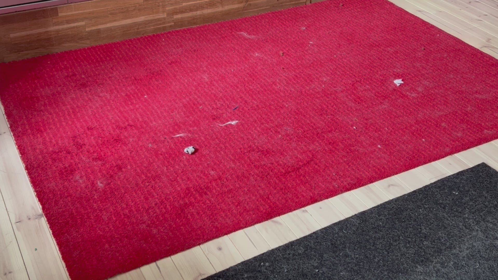 Karva-apuri käytössä lemmikkikodissa – ekologinen vaihtoehto imurille