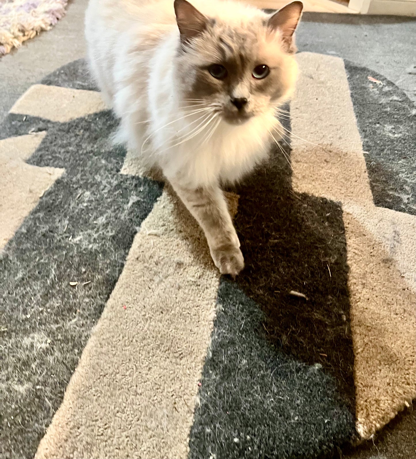 Karva-apuri, ennen Karva-apurin käyttöä, matto täynnä kissankarvoja. Ragdoll-kissa