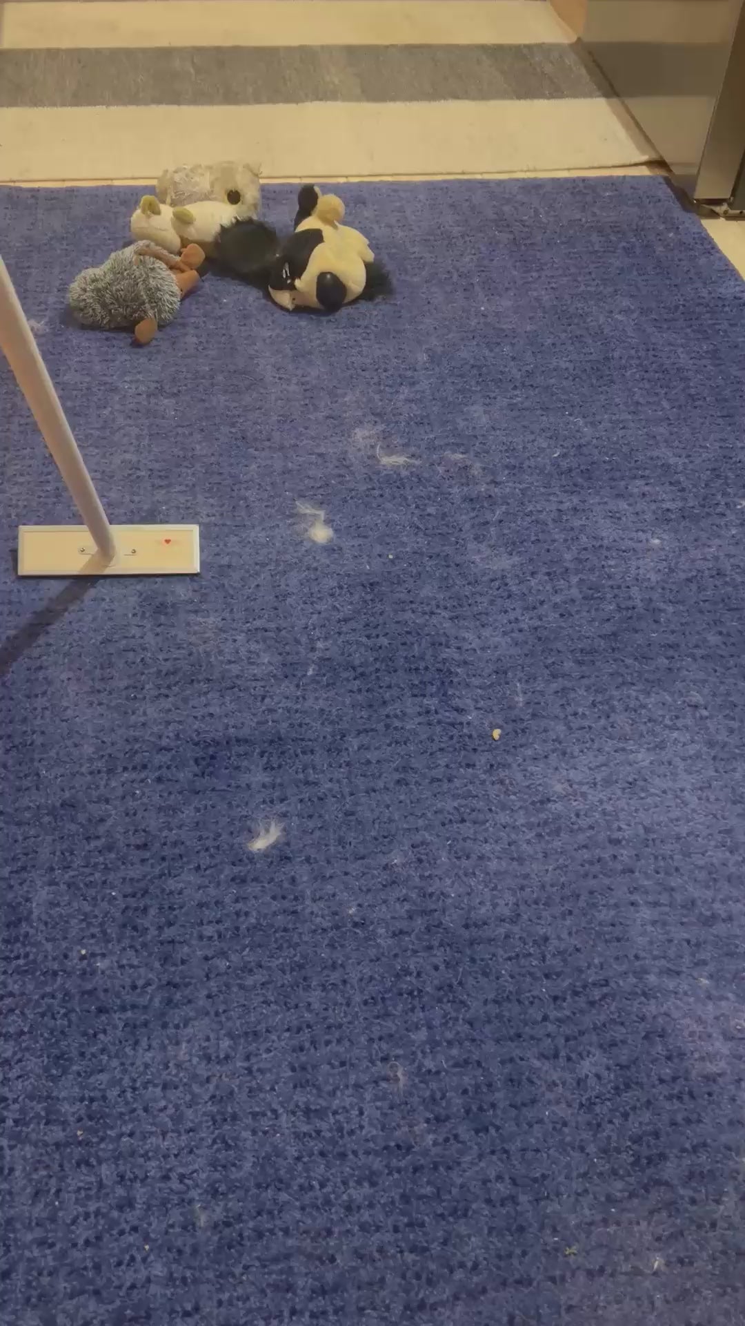 Load video: Karva-apuri poistaa koirankarvat matoilta tehokkaasti ja ilman imuria